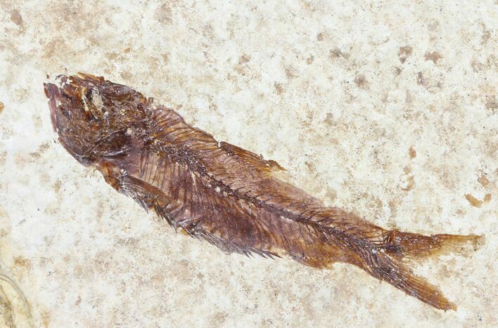 Knightia Fossil Fish - Wyoming #60874